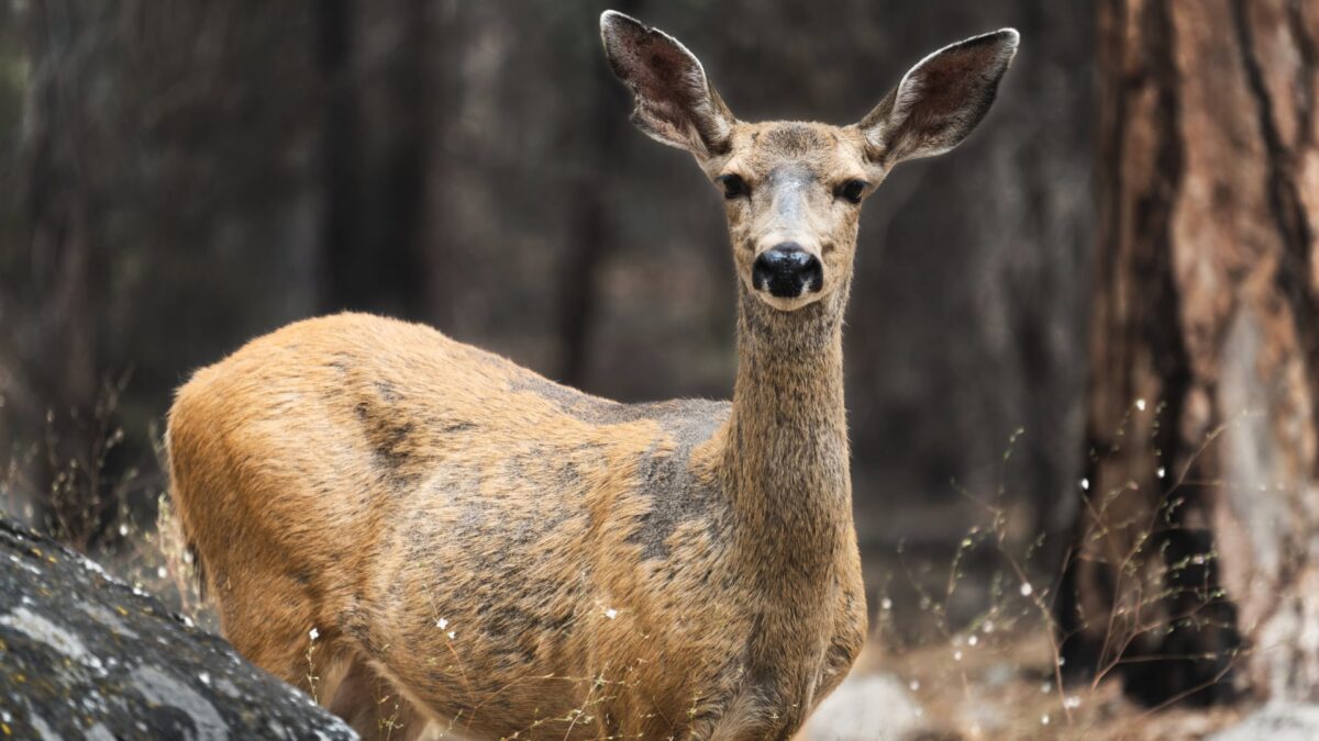 Birds and Mammals at Crooked Creek Station — White Mountain Research Center